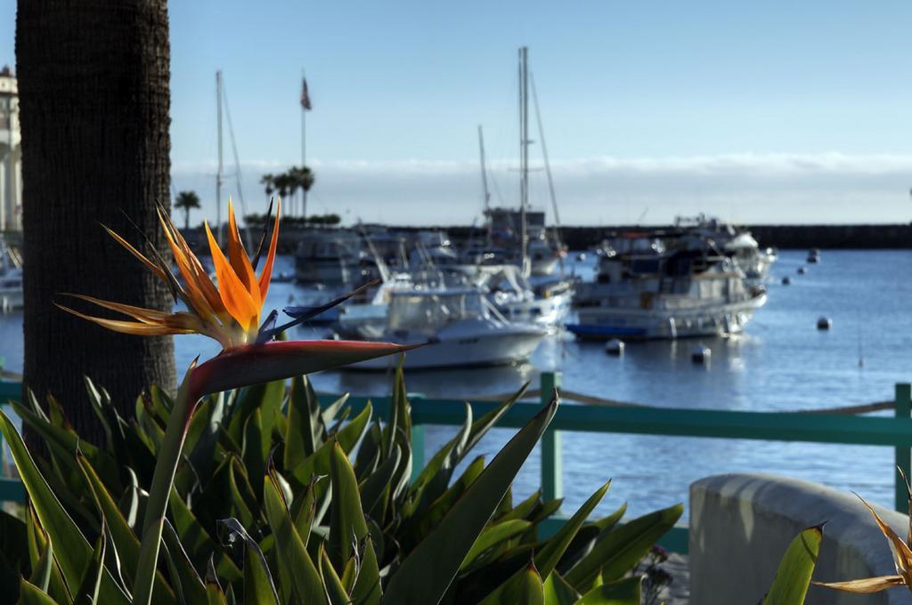 The Avalon Hotel In Catalina Island Exterior foto